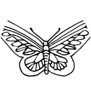 Motýl